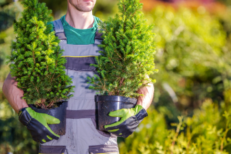 A Landscaper holding two small potted saplings in his arms.