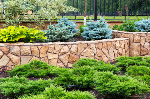 A flagstone retaining wall made by a landscaper with small pine shrubs planted around.