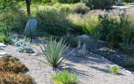 Assorted drought resistant plants in a xeriscape
